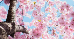 Tre belle filastrocche di primavera per bambini