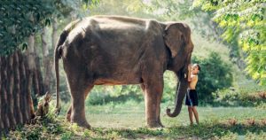 Perché ai bambini piacciono i libri con gli elefanti?